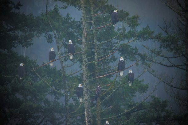 白头海雕图片下载