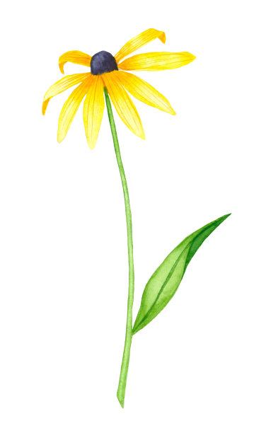 水彩紫菀分离图片下载