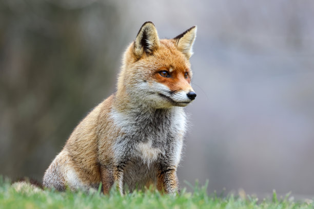 雨后..图片下载