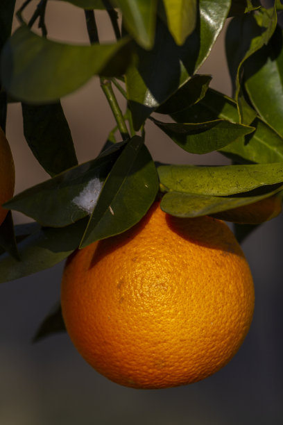 橙子:在树枝上成熟的橙子，有模糊的背景图片下载