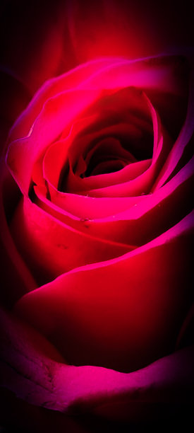 红玫瑰图片下载