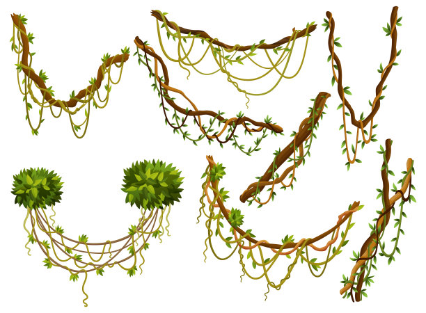 收集扭曲的野生藤本植物树枝。丛林藤蔓植物。热带雨林植物和外来植物学。木质天然树枝图片下载