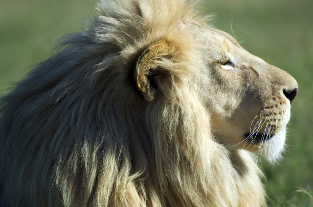 南非。旅游目的地。图片下载