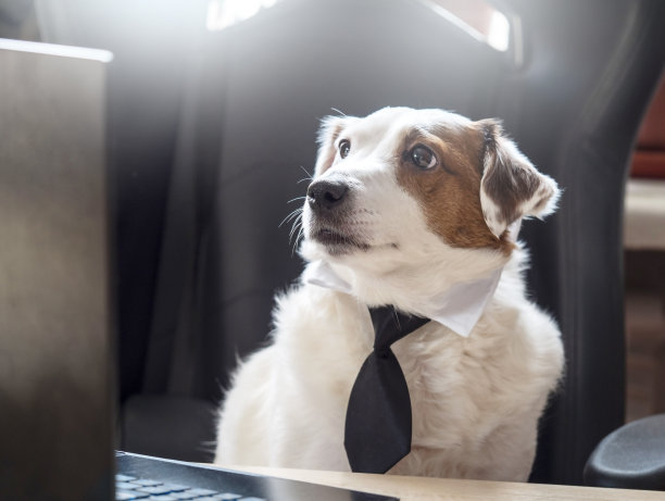 一只系着领带的白狗坐在办公桌前看着他的笔记本电脑。在家工作的概念，培训。图片下载