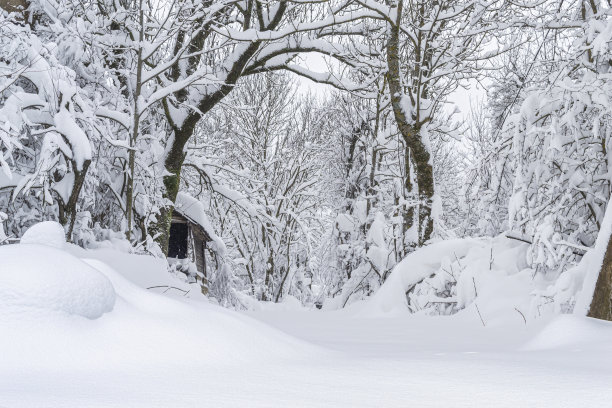 美丽的冬季景观，林间小路上覆盖着一层白雪图片下载