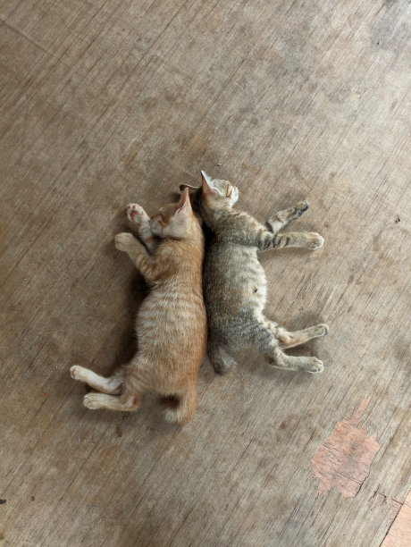 两只可爱的猫图片下载