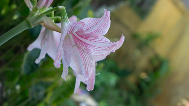 《家园里白粉花盛开之美》图片下载