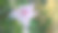 《家园里白粉花盛开之美》图片下载
