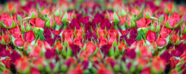 浓密的小粉红和酒红色玫瑰紧紧地包装在一束。选择性聚焦和浅景深。背景。宽横幅图片下载