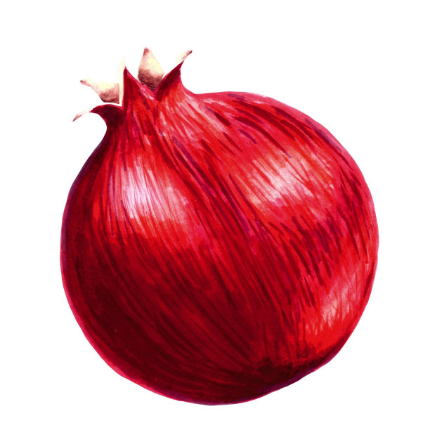 石榴孤立在白色背景，手绘标记插图图片下载