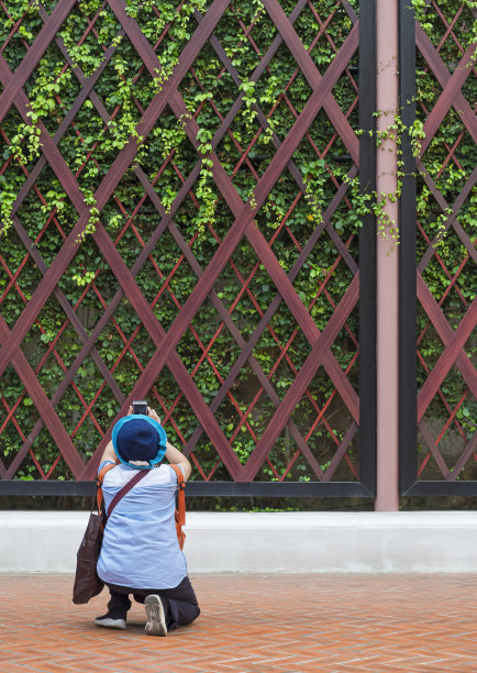 女游客坐着用智能手机拍摄公园木墙装饰上的爬山虎植物的后视图图片下载