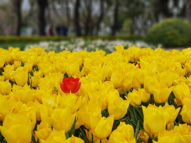 郁金香党图片下载