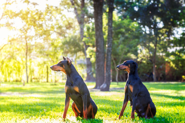 一对杜宾犬并排在一起。图片下载