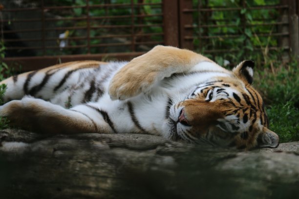 老虎躺下图片下载