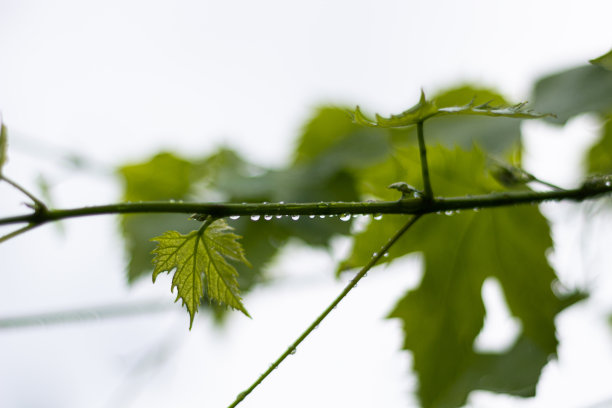 葡萄枝上挂着露珠。图片下载
