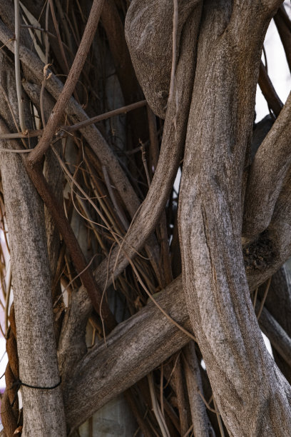 由一组相互缠绕的树枝形成的树干。图片下载