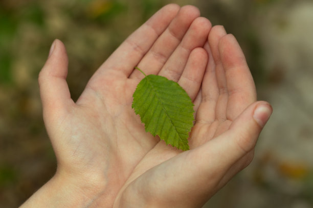 叶子搁在手掌上。鹅耳枥。图片下载