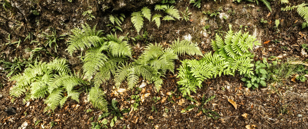 叶蕨图片下载