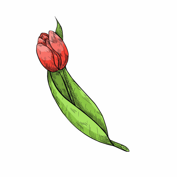 手绘郁金香。母亲节。植物线描图片下载