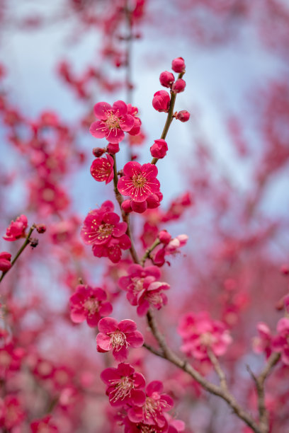 早春的阳光下，深粉色的梅花盛开。特写微距照片。专注于花图片下载