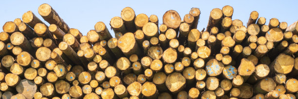 仓库里有许多树干图片下载