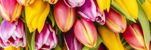 一束五颜六色的郁金香花图片下载
