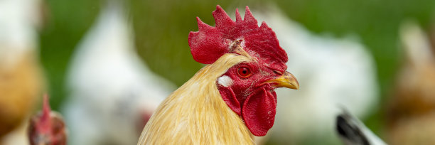 野外野鸡养殖图片下载