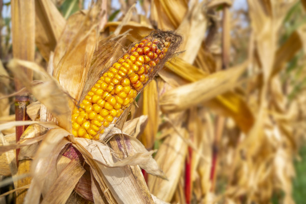 气候随着炎热和干燥而变化图片下载