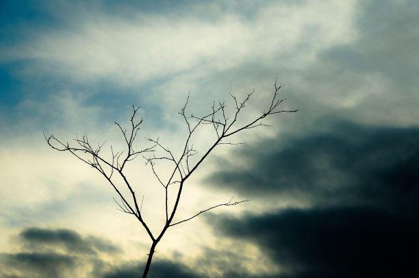 美丽的日落天空和孤独的光秃秃的树剪影。图片下载