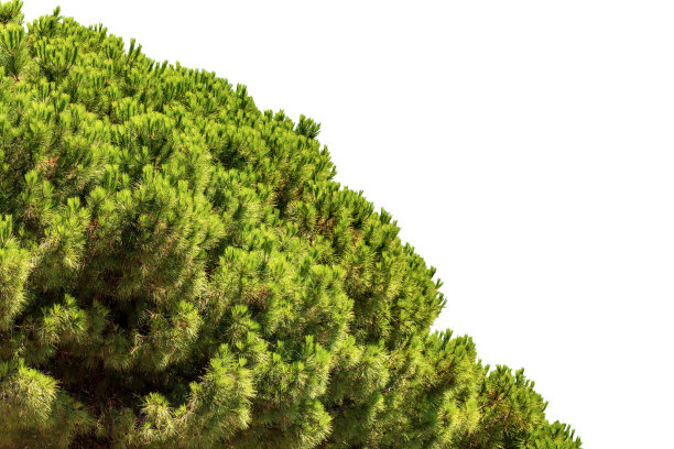 白色背景上孤立的绿色海洋松的特写图片下载