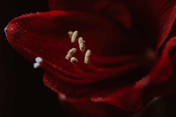 黑色背景下的红色臀部。妇女健康概念。情人节。爱的猩红之花。微距特写照片的水滴在花瓣上。指的是温柔、关心和善良。图片下载