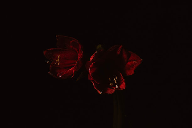 黑色背景下的红色臀部。妇女健康概念。情人节。爱的猩红之花。微距特写照片的水滴在花瓣上。指的是温柔、关心和善良。图片下载