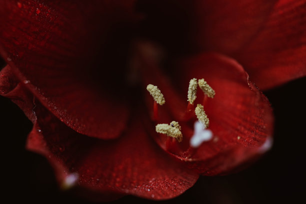 黑色背景下的红色臀部。妇女健康概念。情人节。爱的猩红之花。微距特写照片的水滴在花瓣上。指的是温柔、关心和善良。图片下载