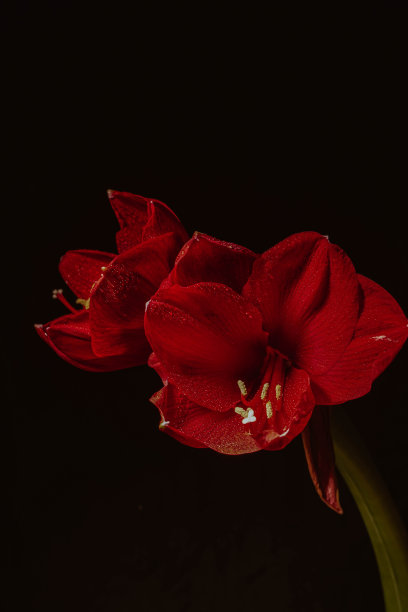 黑色背景下的红色臀部。妇女健康概念。情人节。爱的猩红之花。微距特写照片的水滴在花瓣上。指的是温柔、关心和善良。图片下载