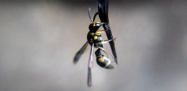 黑黄黄蜂图片下载