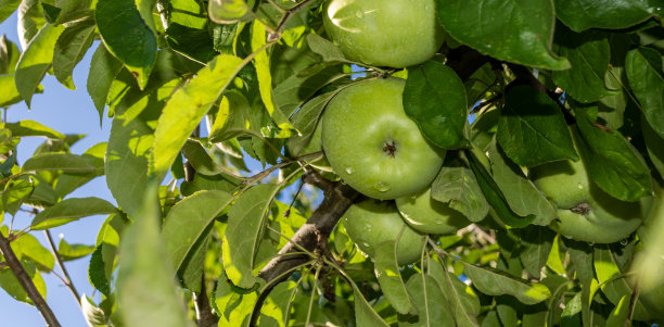 绿叶间的熟透的苹果映衬着天空图片下载