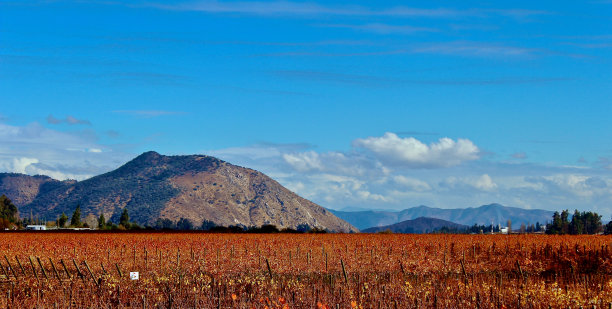 智利葡萄酒图片下载