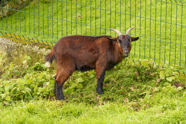 可爱的棕色山羊在牧场与新鲜的绿草图片下载