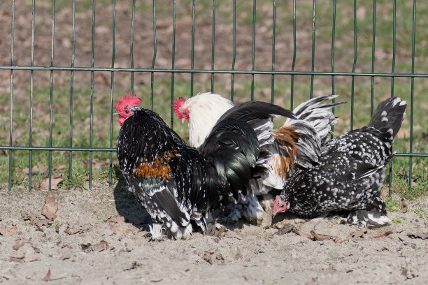鸡Orpington大理石在公园与动物。图片下载