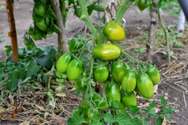 一群绿色的西红柿在花园的绿植床上孤立，特写图片下载