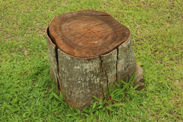 花园里的树干图片下载