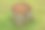 花园里的树干图片下载