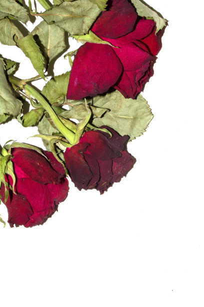 干死的红玫瑰花瓣在白色背景上闭合，让人心碎图片下载