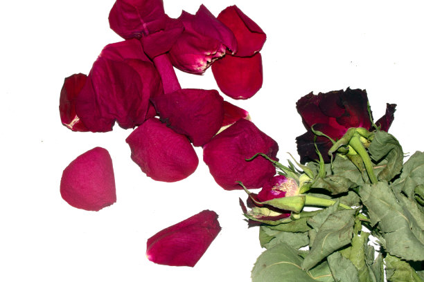 干死的红玫瑰花瓣在白色背景上闭合，让人心碎图片下载