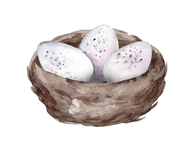 手绘水彩画鸟窝孤立在白色背景图片下载