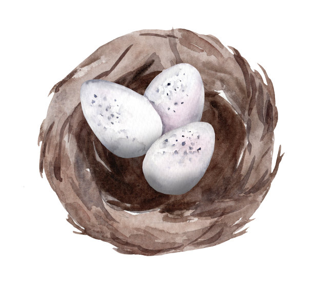 手绘水彩画鸟窝孤立在白色背景图片下载