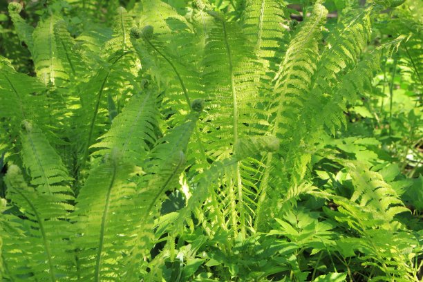 花园里的绿色蕨类树叶。图片下载