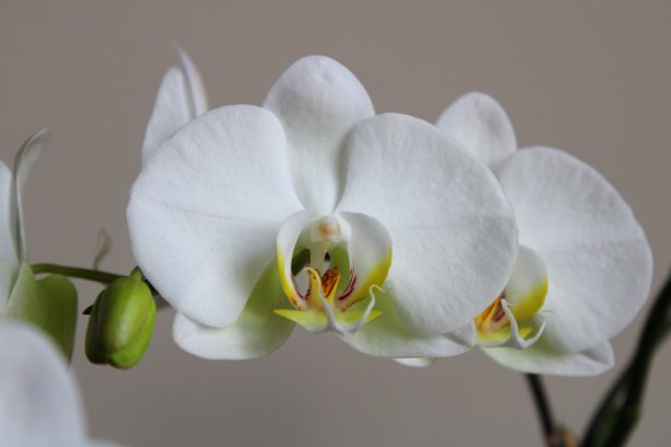 蝴蝶兰(Phalaenopsis aphrodite)是一种从台湾东南部到菲律宾发现的兰花。盆栽的白色兰花。宏射击。图片下载
