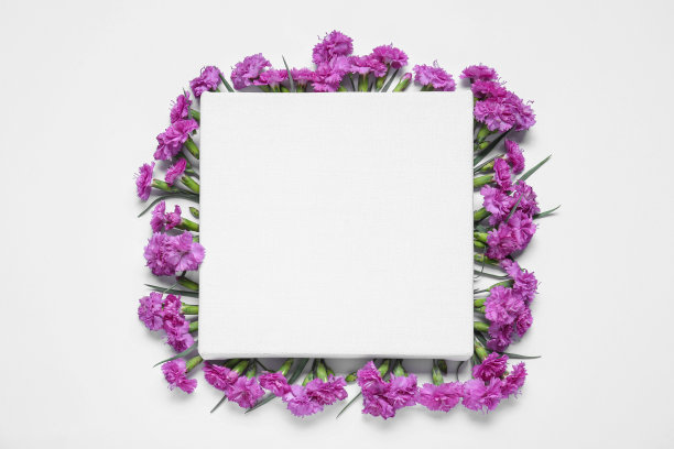空白画布和美丽的紫色康乃馨花在白色背景，俯视图。设计空间图片下载