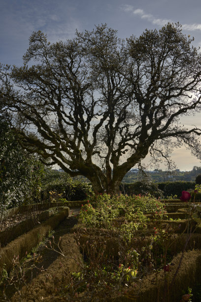 夕阳下的树。图片下载